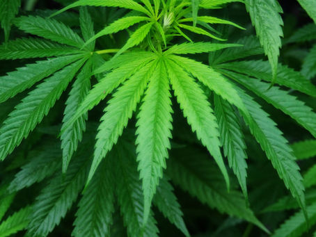 Smoke it (if that’s your thing), but don’t invest in it.