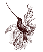 anamensis elements page_edited_edited.png