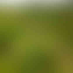 Aerial view of wooden eco-lodges nestled in the green mountains of Mauritius, emphasizing nature-based tourism.