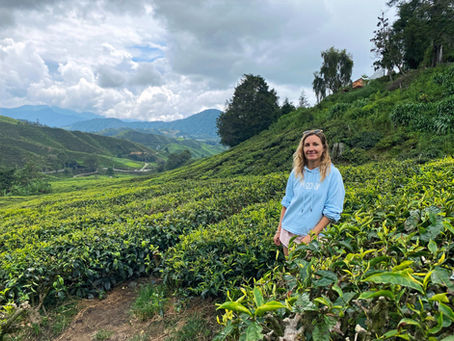 Cameron Highlands Travel Guide (2026) – Hiking, Tea & Slow Travel