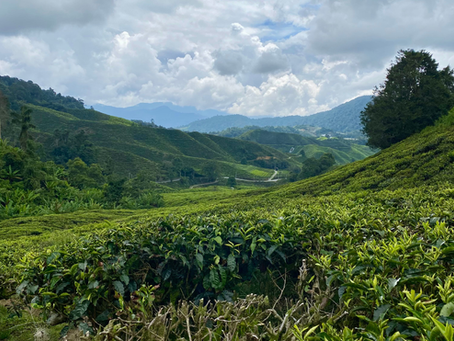 The Ultimate Cameron Highlands Hiking Guide for Adventure Seekers