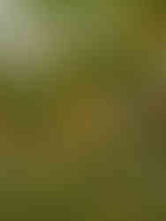 Photo of yellow Burgmansia