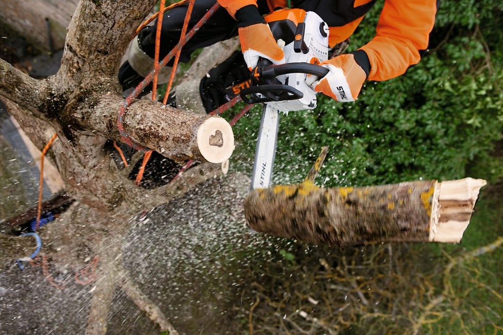 Thumbnail: MS 201 TC-M gas chainsaw