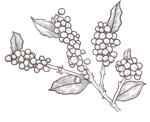 coffee beans.png