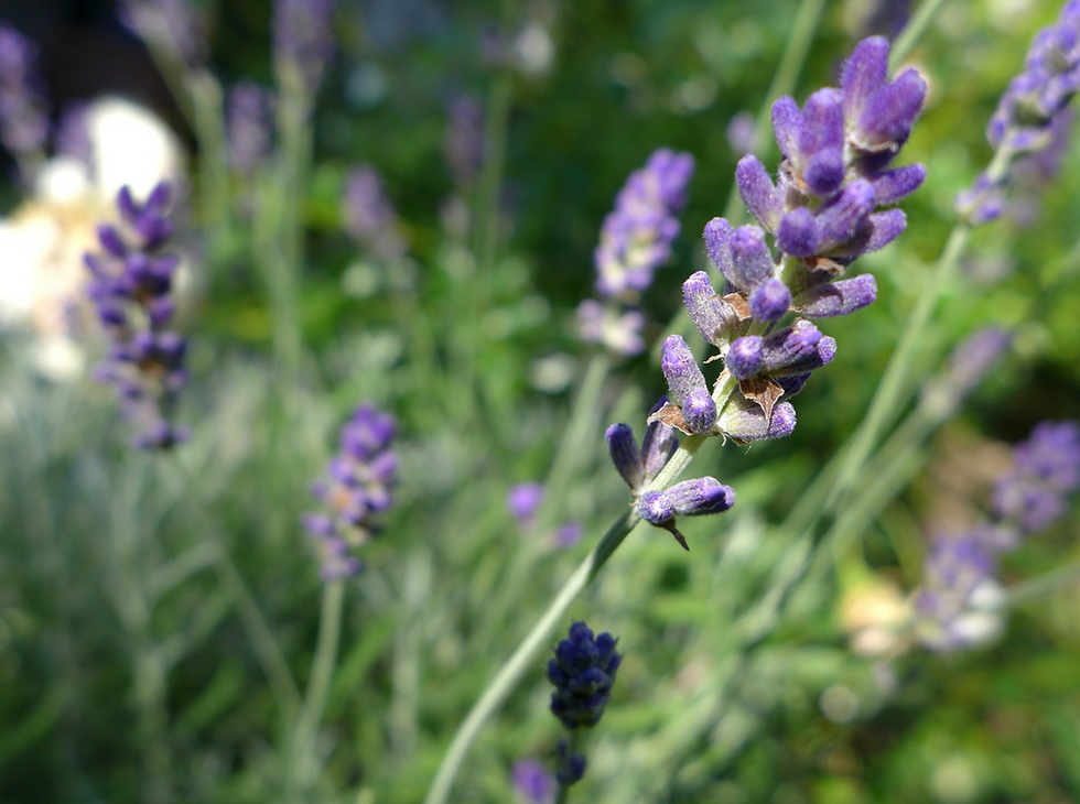 Lavender Reprieve
