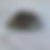 Thumbnail: Botanical