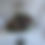 Thumbnail: Botanical
