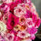 Miniatură: Damasque Endless Love - Buchet de flori cu 101 trandafiri
