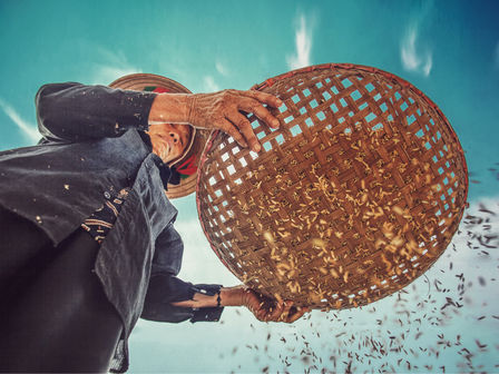 What Remains after the Sifting? 