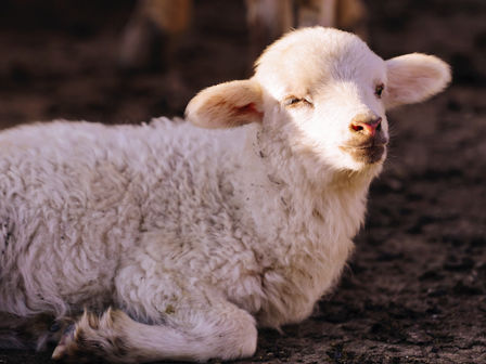 A Journey with the Good Shepherd 