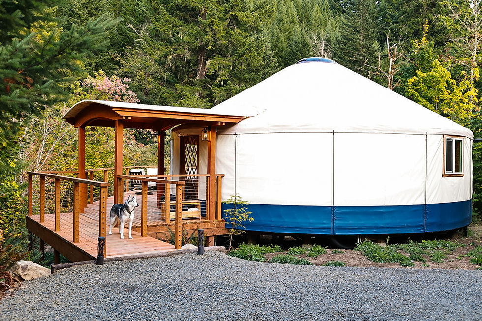 Eye-level view of a cozy luxury yurt surrounded by tall pine trees