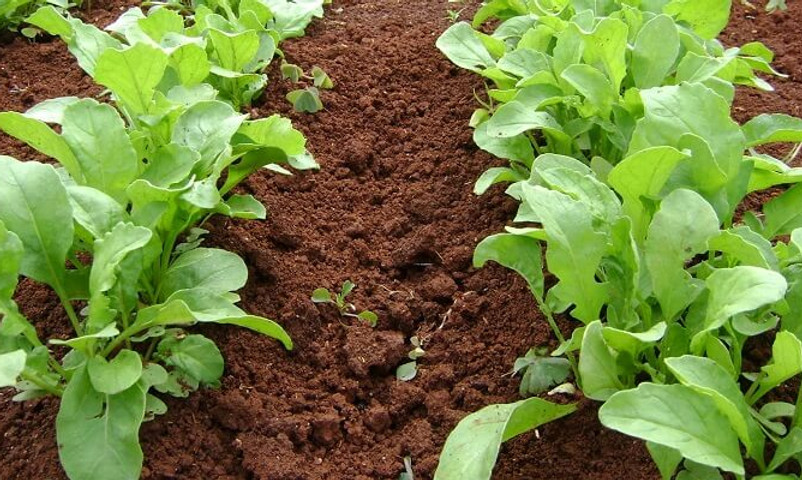 Como-Plantar-Rúcula.jpg