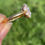 Thumbnail: antique victorian diamond and pearl daisy cluster ring