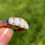 Thumbnail: Antique Opal Ring Shrewsbury