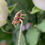 Thumbnail: Diamond Spider Jewellery