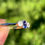 Thumbnail: Art Deco Sapphire Ring