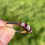 Thumbnail: Vintage Ruby Diamond 5 Stone Ring