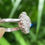 Thumbnail: Diamond Cluster Ring c.1950