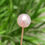 Thumbnail: Edwardian Pearl Pin