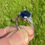 Thumbnail: Art Deco Sapphire & Diamond Ring UK