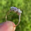 Thumbnail: antique lilac sapphire ring