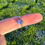 Thumbnail: Antique Natural Sapphire Engagement Ring