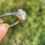 Thumbnail: Antique Diamond Halo Ring