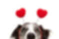close-up hide dog love wearing a heart s