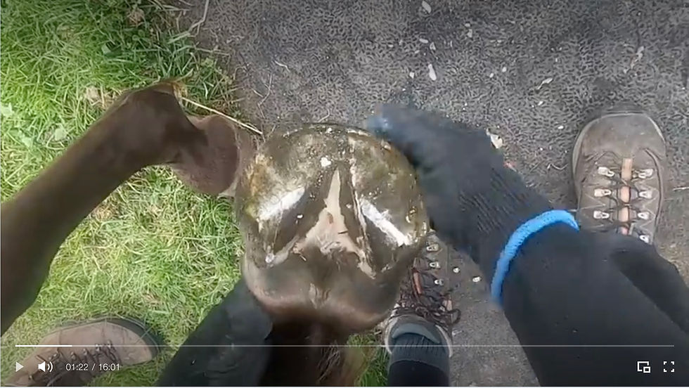 Beccy Smith trimming a hoof