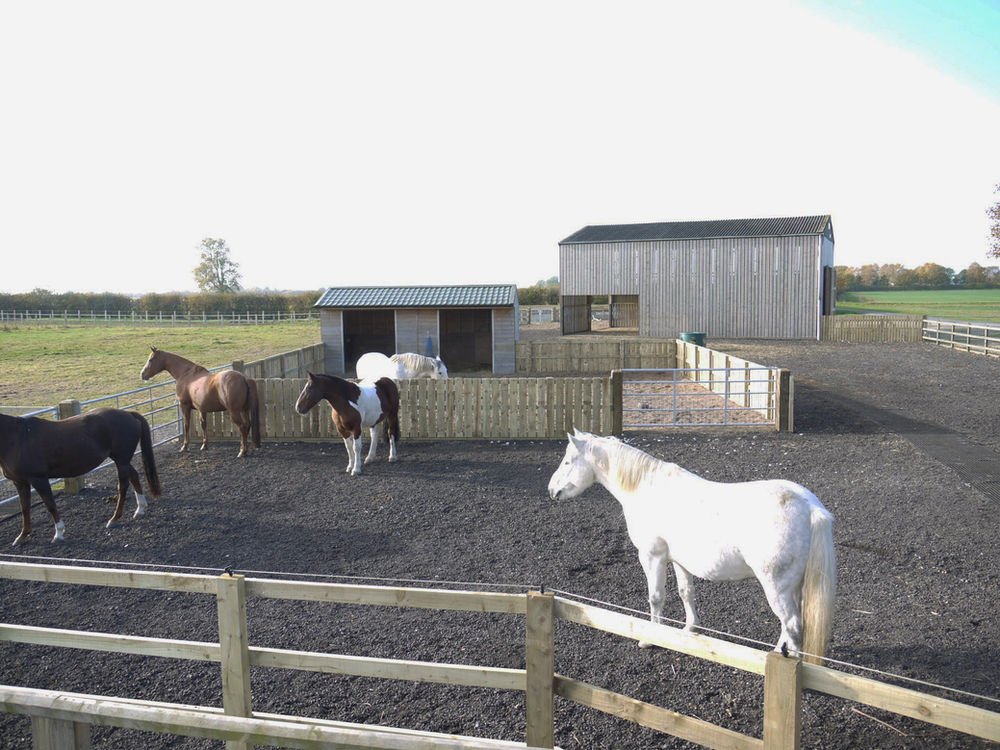 Laminitis, Insulin Resistance, PPID (Cushings Disease) & Metabolic Syndrome in Horses