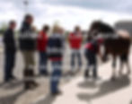 Holistic Hoof Care Course - Intro Level - June 23rd 2019