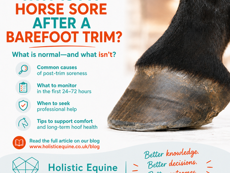 Why Is My Horse Sore After a Barefoot Trim? What Is Normal—and What Isn’t?