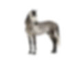 ANDALUSIAN HORSE 2.jpg