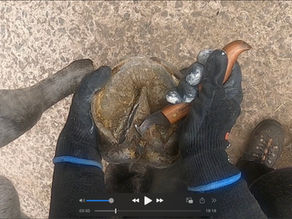 Hoof trimming video - Willow - featuring type 2 LF horses' hoof