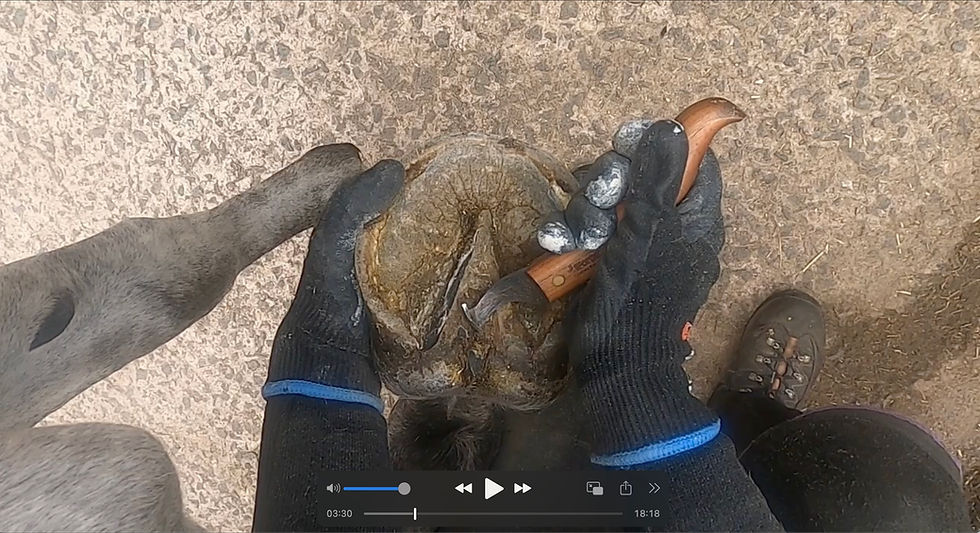 Hoof trimming video - Willow - featuring type 2 LF horses' hoof 