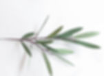 DIY+Paper+Olive+Branches+Silhouette+Crea