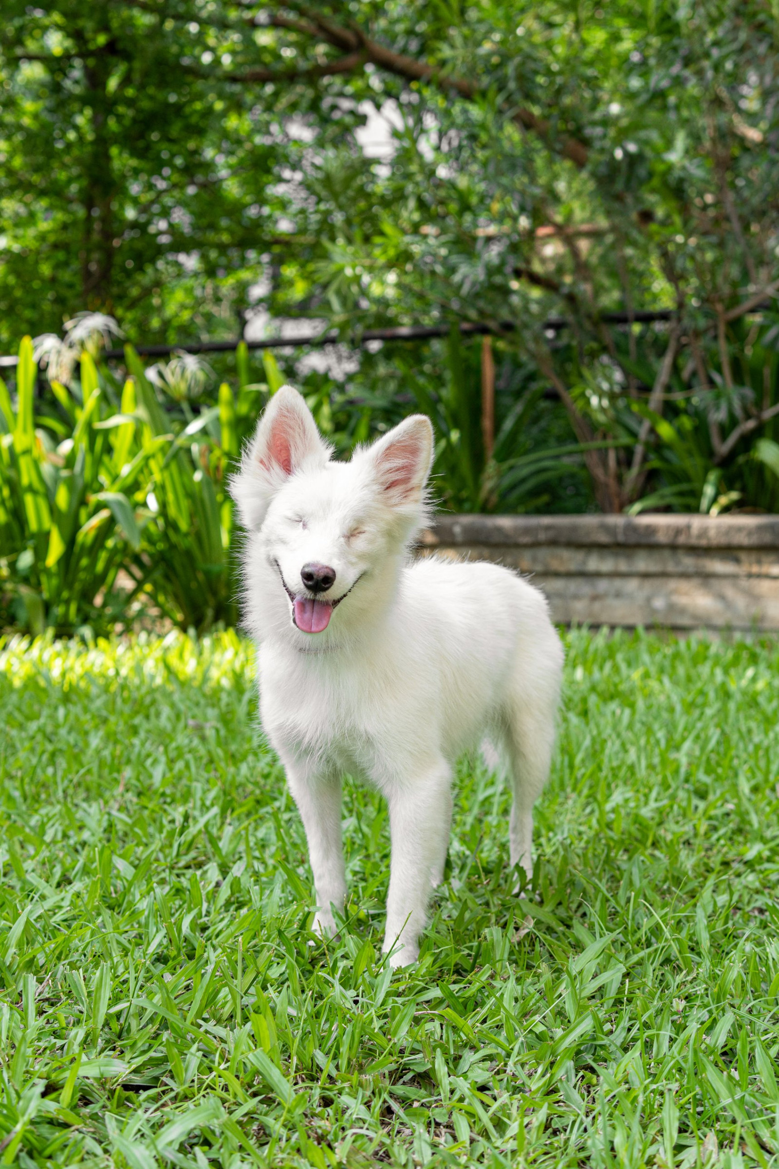 Timmy stands on the grass facing the camera, ears up, tongue out
