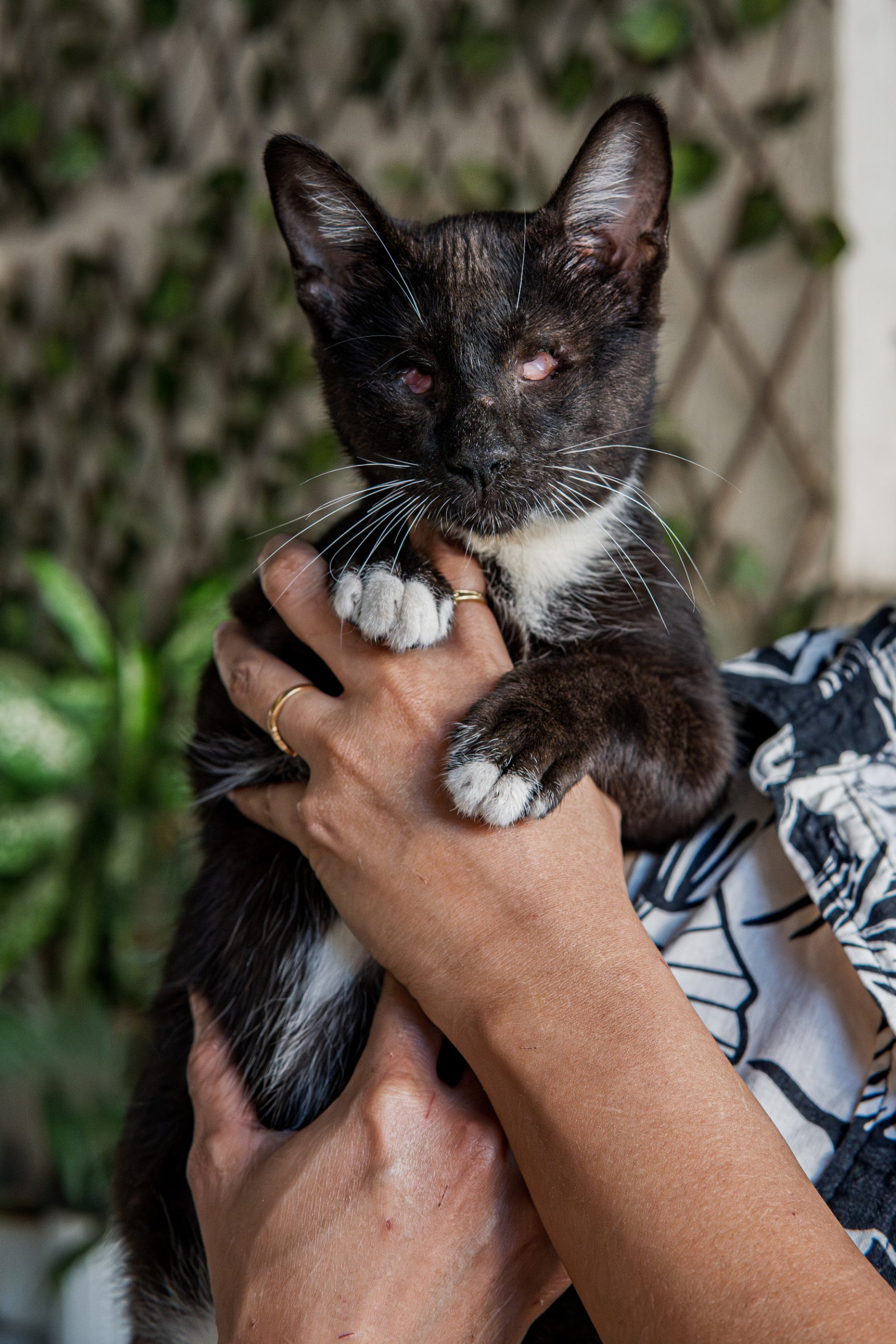 A black-and-white kitten with clouded eyes, held up in two hands
