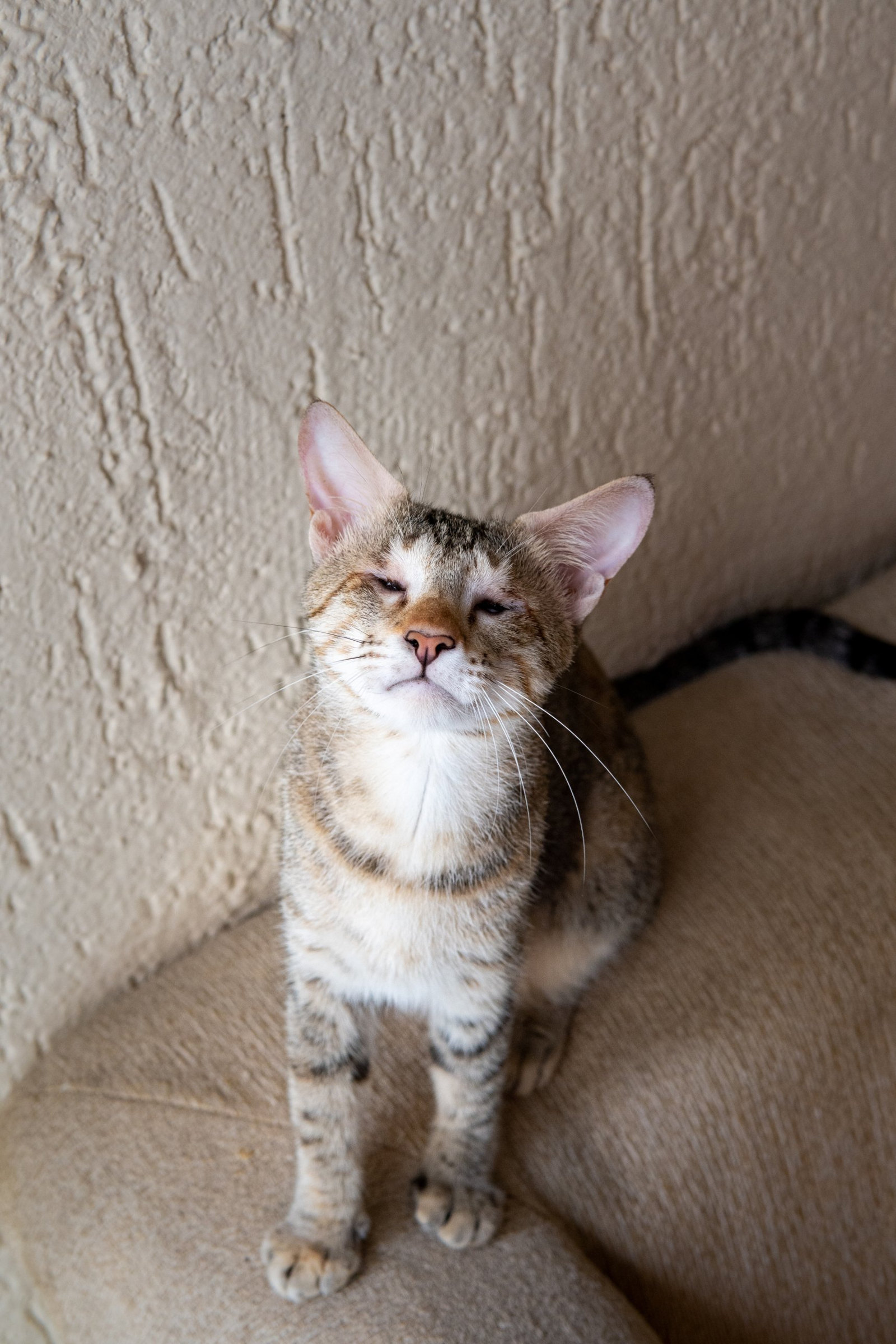 A tabby cat with narrowed eyes sits on a beige sofa against a textured wall