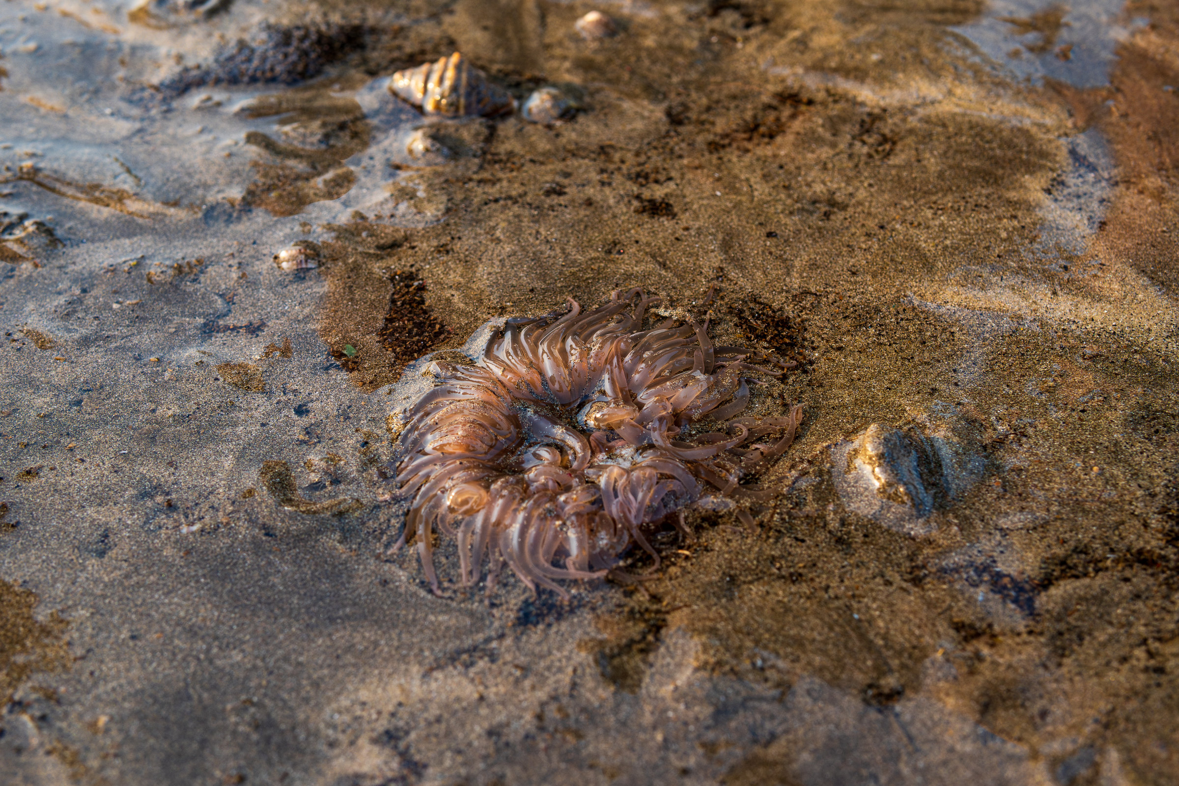 A translucent pinkish sea anemone with curling tentacles on wet sand