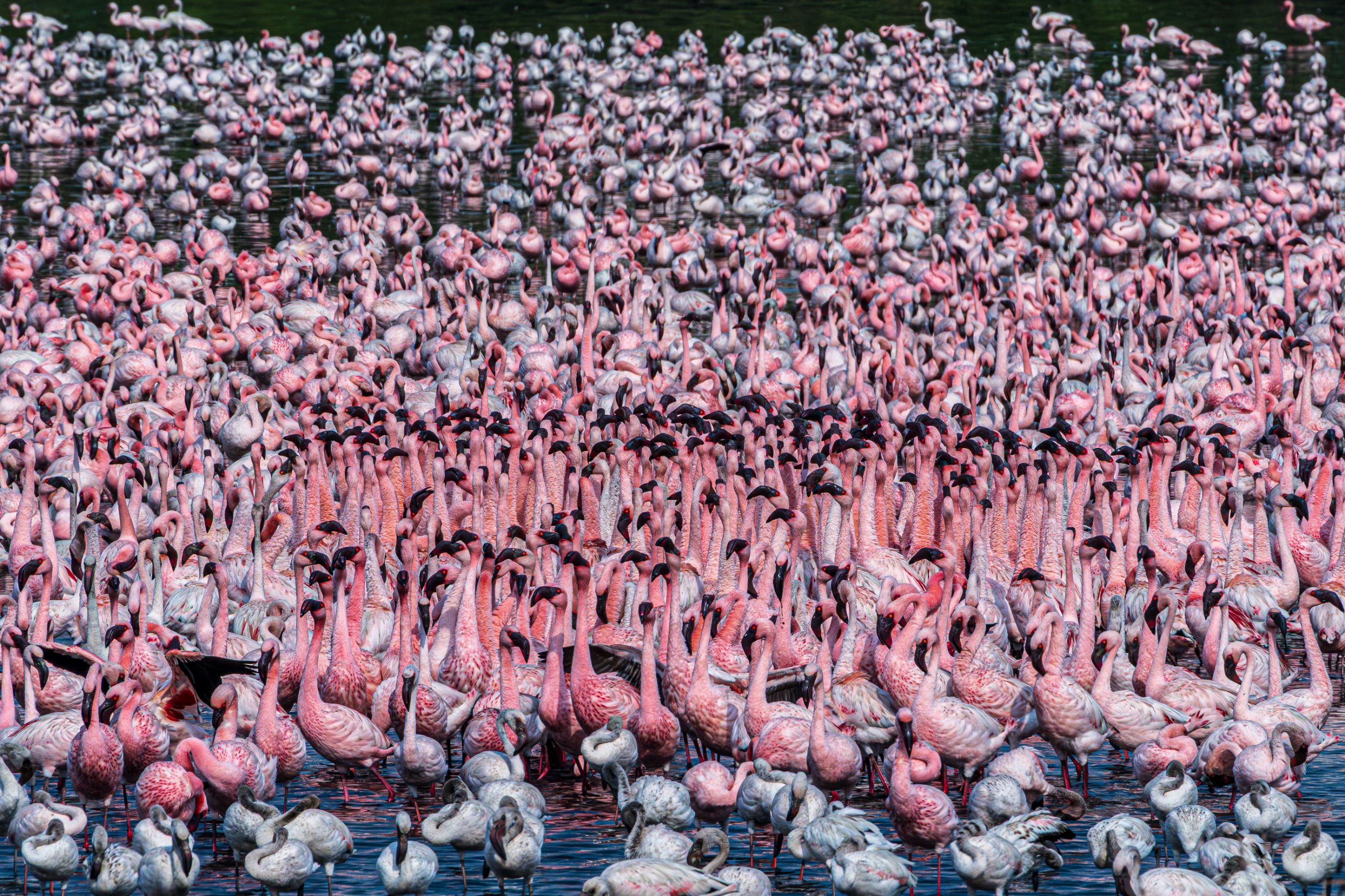 A dense crowd of lesser flamingos with necks raised in their courtship display