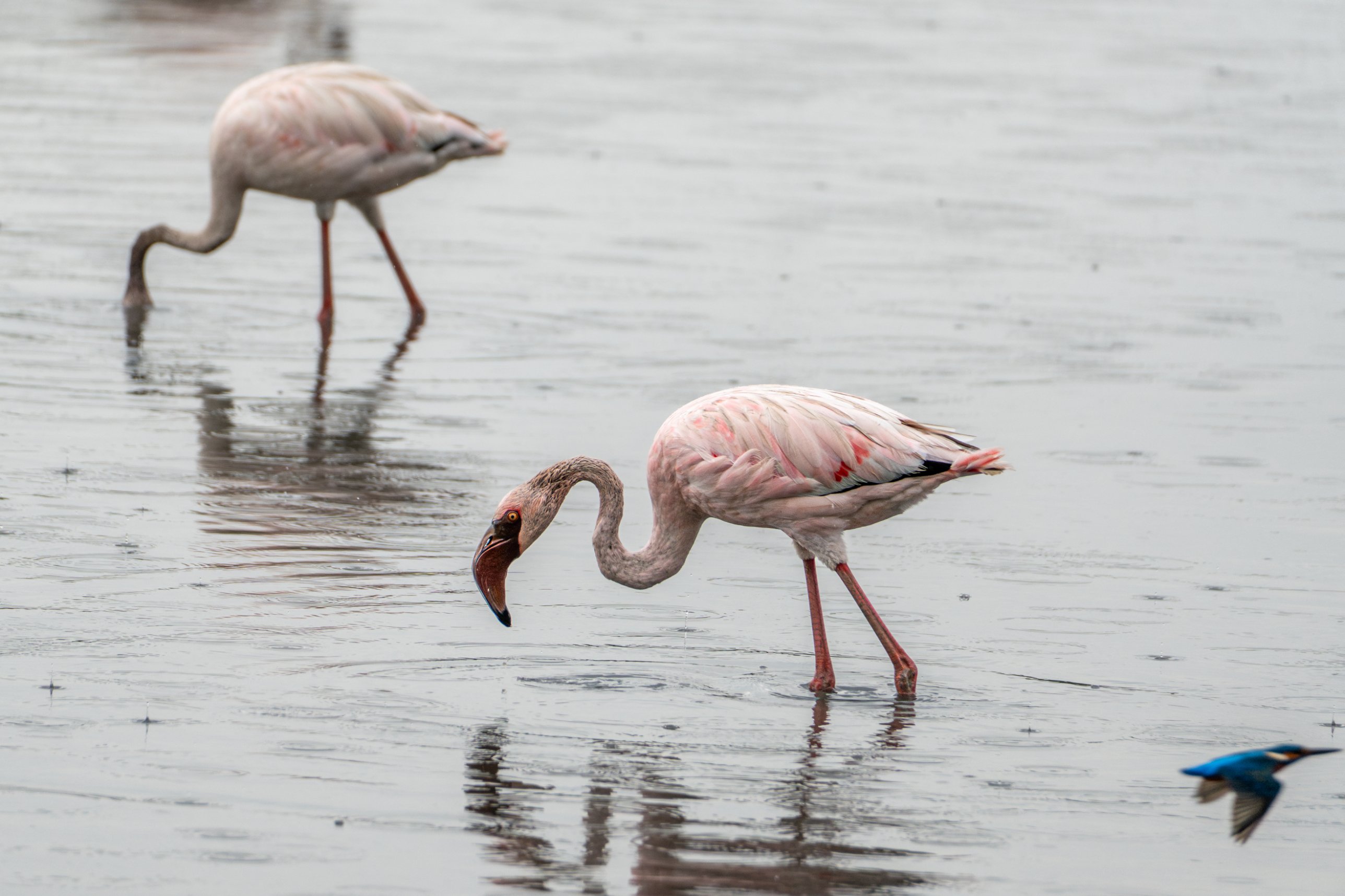 A flamingo feeds in the rain as a common kingfisher flies past low over the water
