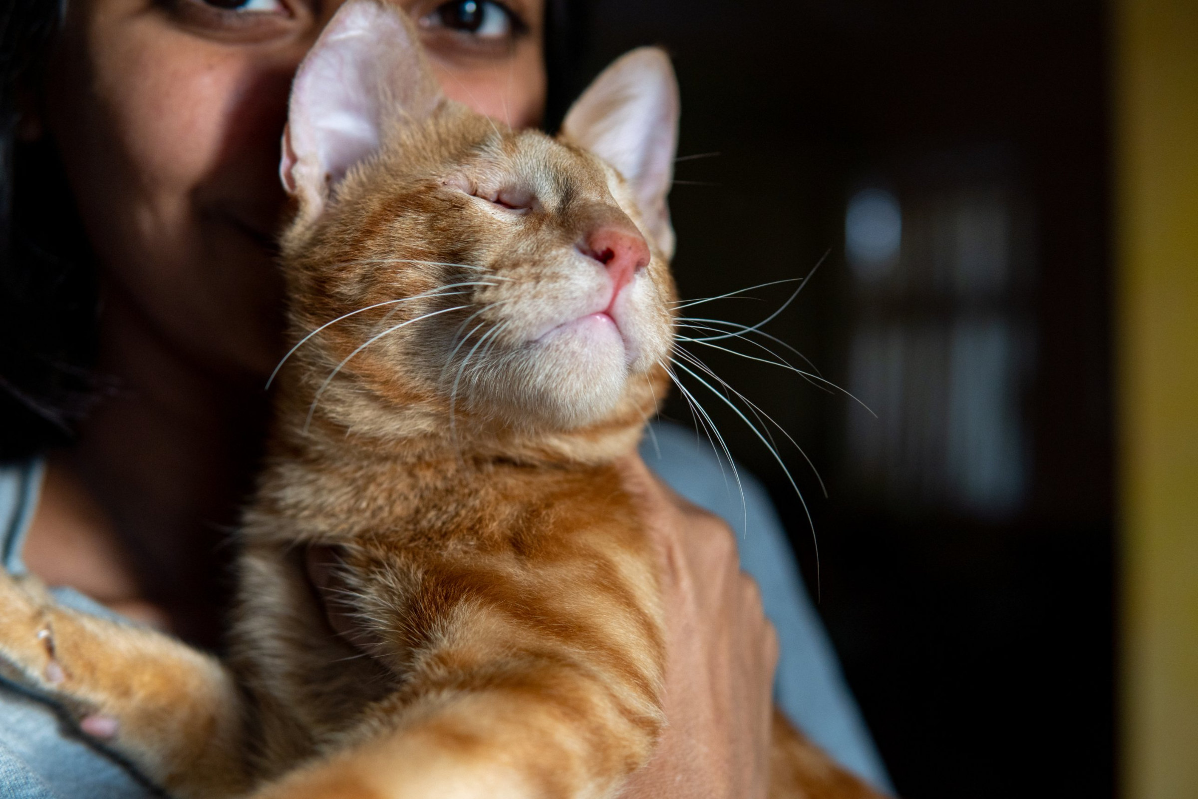 A ginger cat with closed eyes rests against the shoulder of the person holding him