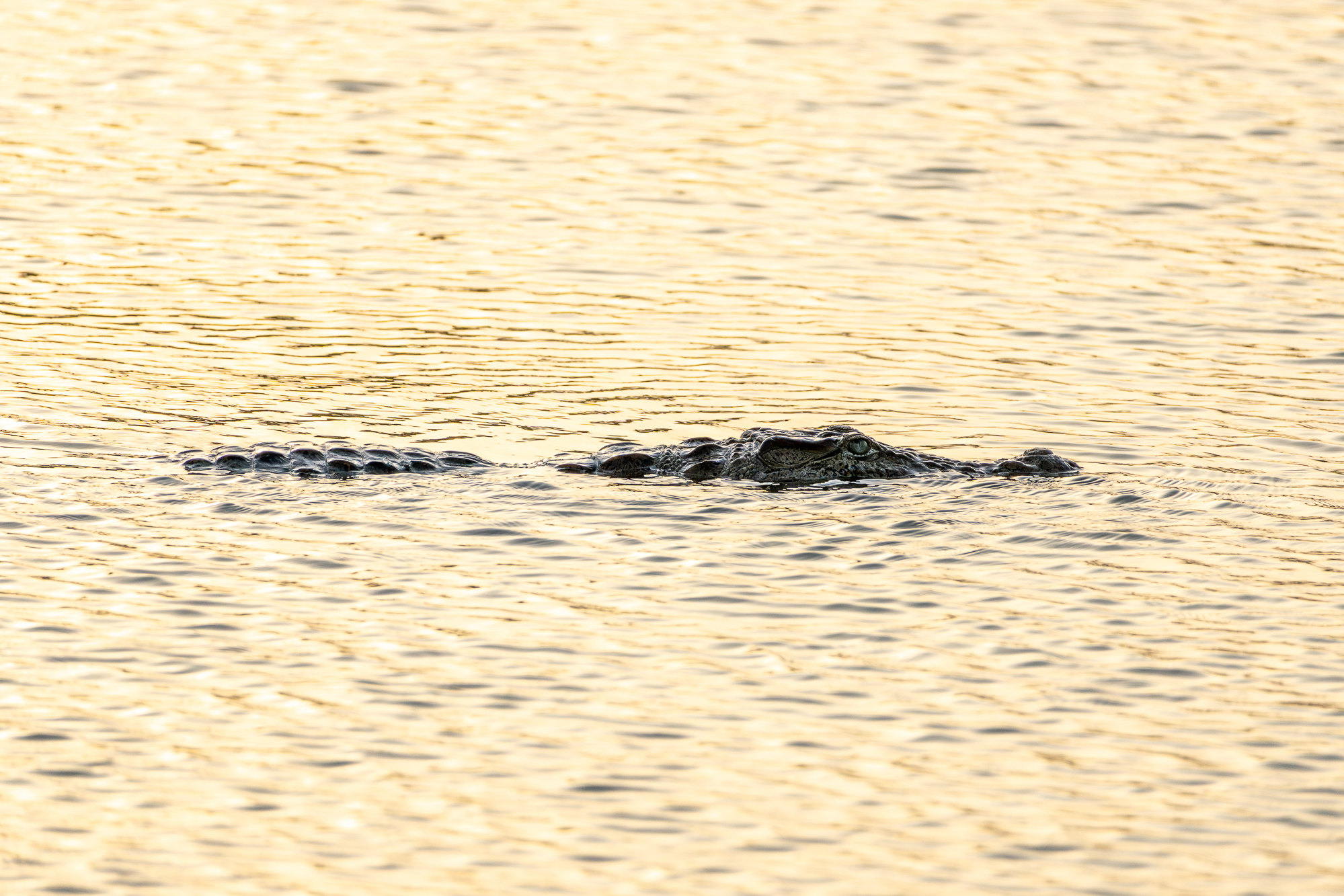 A mugger glides low through golden water, only its back and head above the surface