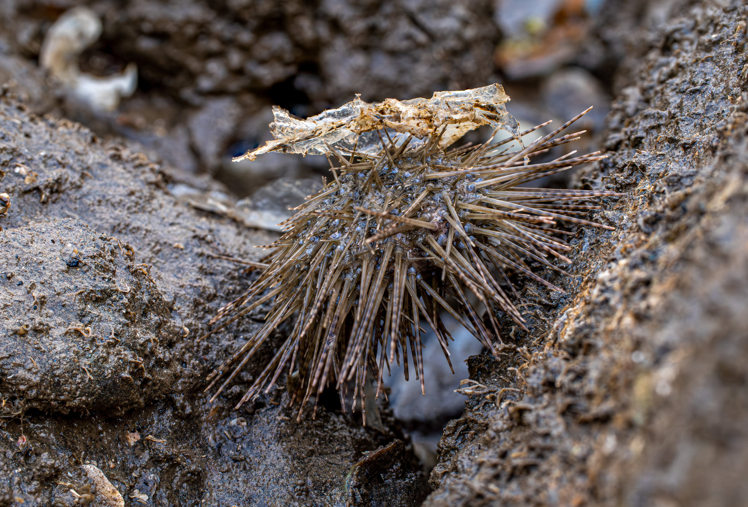 A spiny sea urchin in a rocky crevice with a scrap of plastic caught on its spines