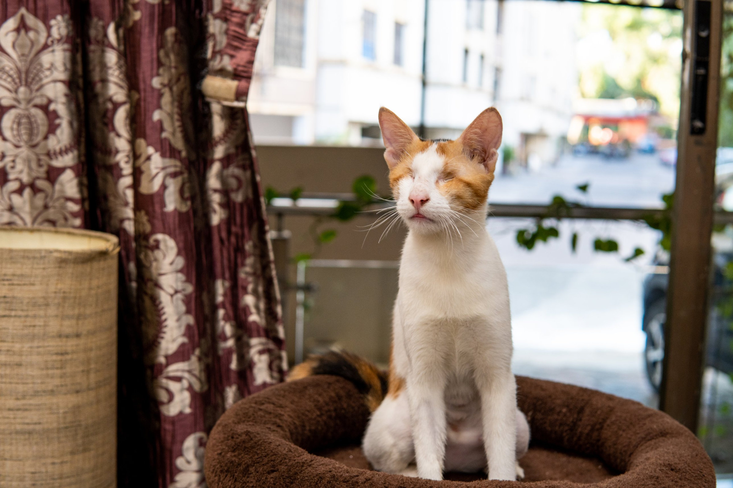 A white-and-ginger calico cat with closed eyes sits upright on a round brown cat bed by a window