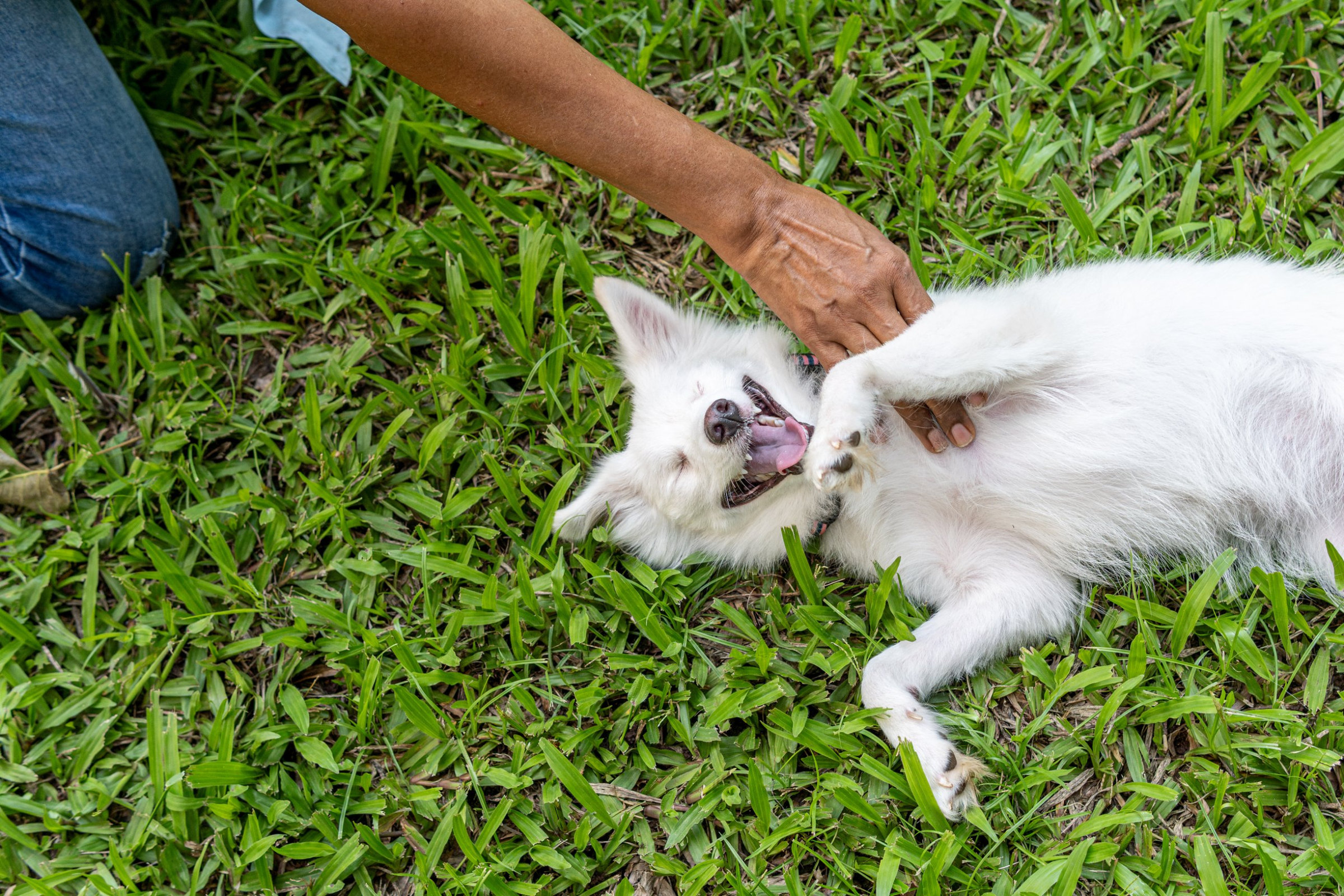 Timmy rolls on her back in the grass as a hand rubs her belly