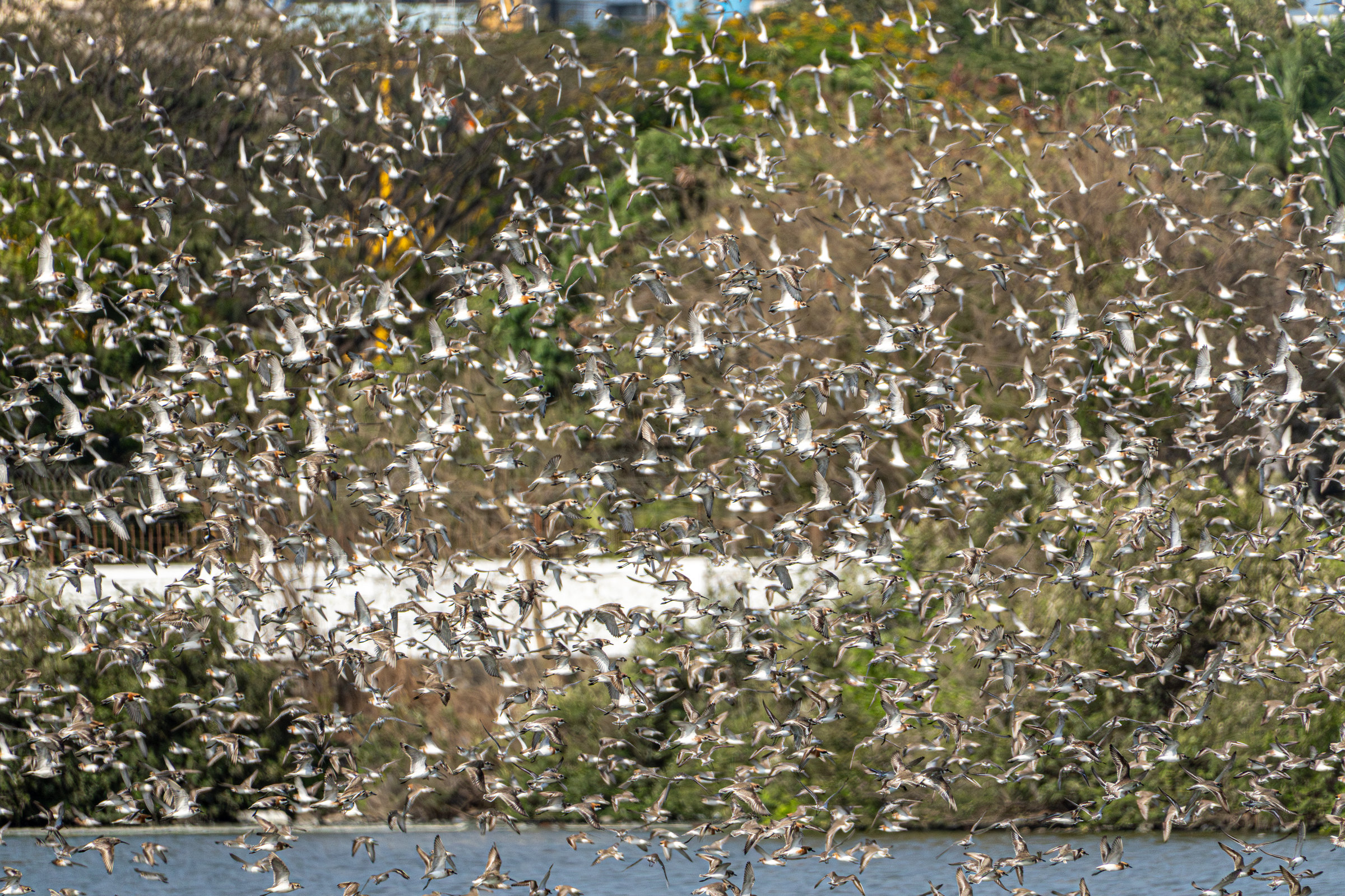 A flock of plovers wheels low over the water in front of a white wall and trees