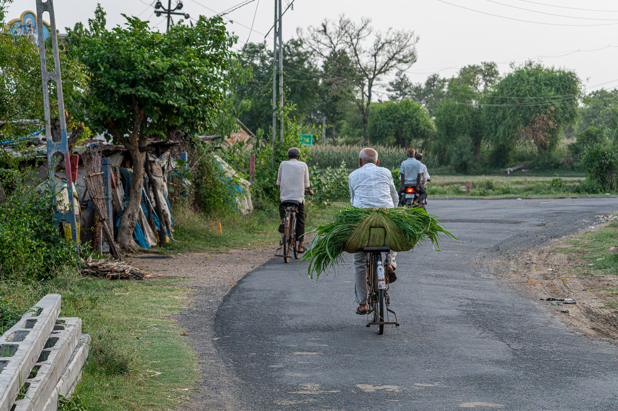 Two elderly men cycle along a village road, one carrying a large bundle of green fodder