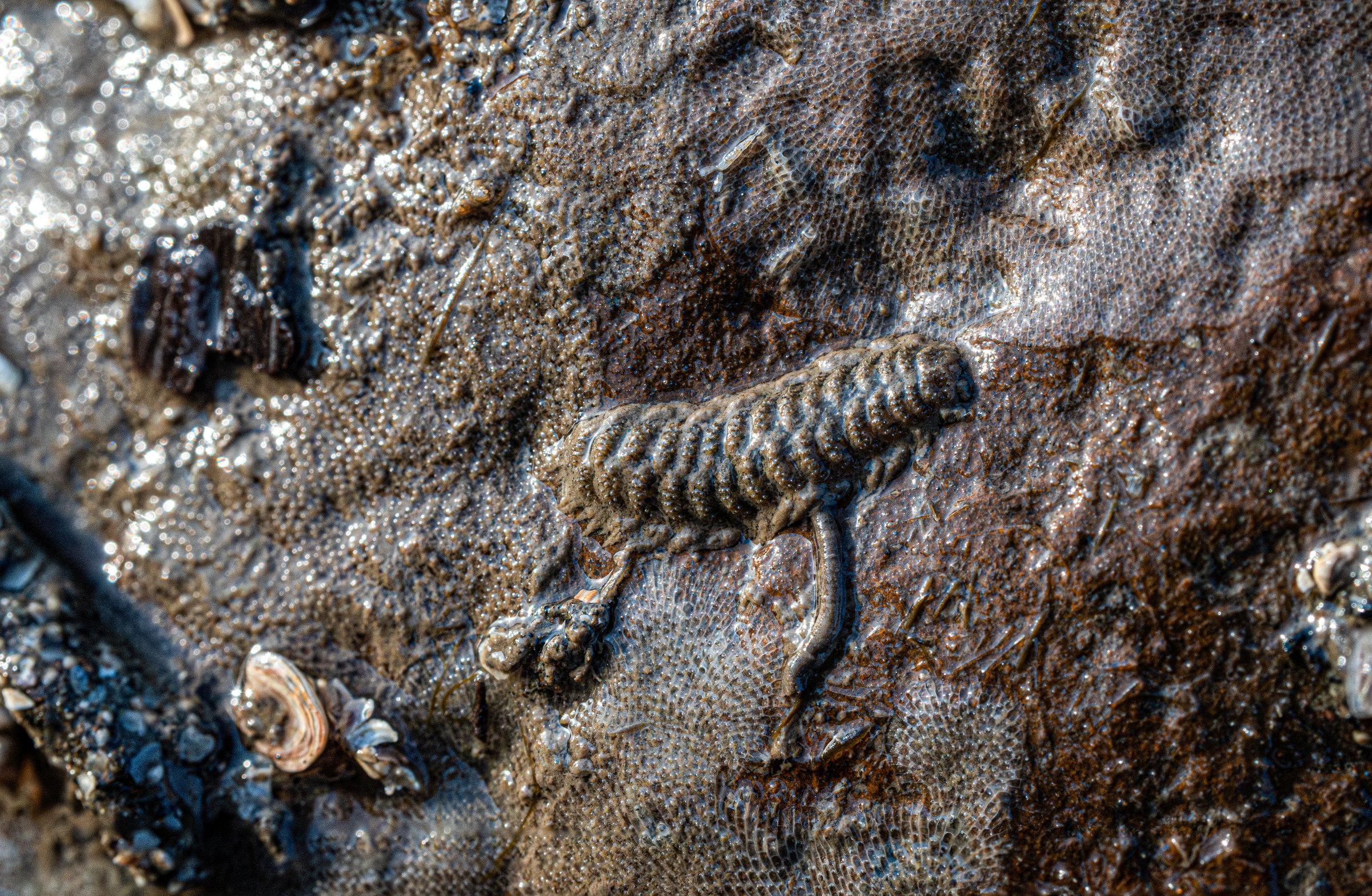 A ridged, mud-covered scaleworm on a rock encrusted with bryozoans